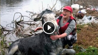 This Stranded Donkey Broke Into A Large Smile After Being Rescued From Flood In Ireland!