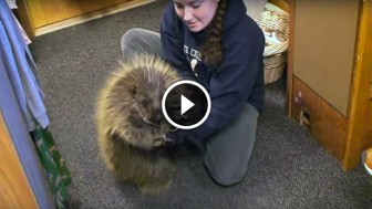 This Friendly Porcupine Thinks He is A Puppy, But Wait to See What He Loves Most!