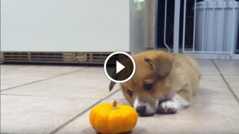 Check Out How This Adorable Corgi puppy Reacted When He Found A Mini Pumpkin! Hilarious!