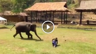 Check Out What This Elephant Did When She Thought Her Handler Is In Danger! This is Amazing!