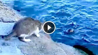 This Stray Cat Saw Something in The Water, And Seconds Later I Was Impressed! WoW