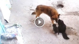 This Mother Cat Introduces Her Kittens To An Old Friend And What Happens Next is Just Amazing!
