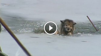 This Dog Wandered Onto Ice and Fell Through, But Luckily Some Good People Heard His Cries!