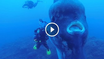 Divers Off The Coast of Portugal Captured An Incredibly Rare Footage! Have You Seen This?