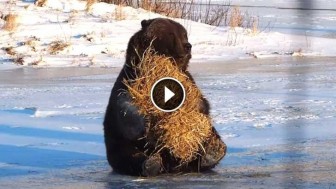 This Bear Found A Hay Bale, But Wait to See What It Does With It! Priceless!