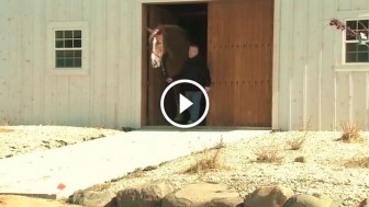 He Seems Like An Ordinary Horse, But I Was Left in Awe When He Stepped Out of The Barn!