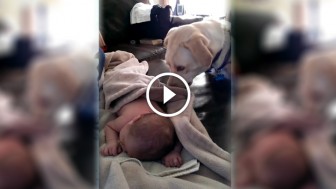Check Out What This Family Dog Did When He Noticed That The Baby is Sleeping Without A Blanket! Adorable!