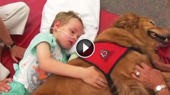What This Dog Does For His Sick Little Human Is So Profoundly Beautiful. It’s Hard Not To Cry