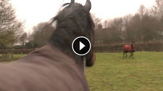 Best Friends When They Were Babies, What Happens When These Horses Reunite Is Heart-Melting