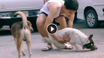 He Wanders The City Looking For Stray Dogs. What He Does To Them? You Have To See This!