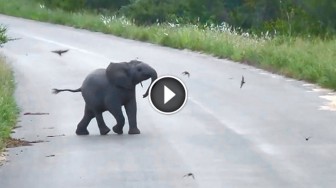 Need Something To Cheer You Up? This Baby Elephant Playing With Birds Will Leave You In The Best Mood