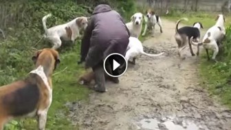 Woman Throws Herself In Front Of Snapping Hounds To Save A Desperate Fox Under Attack