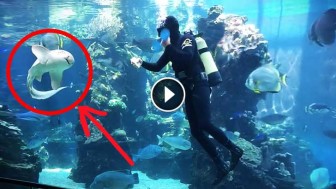 When This Shark Approached Diver In Aquarium, No One Expected THIS To Happen