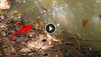 Guy Pokes A Huge Anaconda With A Stick …And Learns A Quick Lesson About Nature