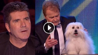 Can You Tell What’s Different About This Dog? Probably Not, But It Left The Judges STUNNED!