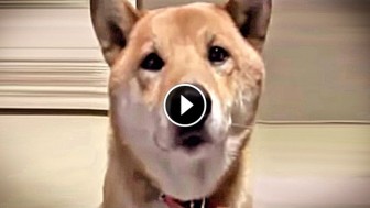 She Told Her Dog To Bark More Quietly. His Response? PERFECT
