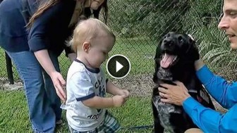 This Baby Couldn’t Tell His Parents About His Abusive Babysitter …But Their Dog Could!