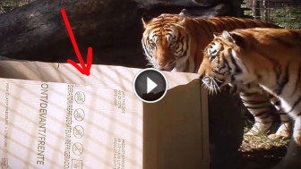 An Empty Box Is Placed Inside A Tiger Enclosure. Look At What They Do With It