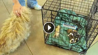 This Mama Dog Was Separated From Her Puppies. When They Finally Reunite? So TOUCHING!