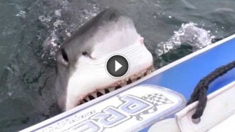 A Great White Shark Attacks An Inflatable Boat And It Starts To Sink. Now Watch What Happens Next!