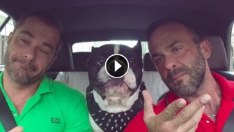 They Were Driving Around With Their Dog, When All Of A Sudden…WHAAAT?!