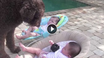 Dog Walks Over To These Twin Babies. What Happens Next Made Mom Run For The Camera