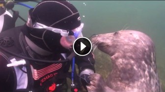 Diver Has An Unbelievable Encounter With A Friendly Seal. Their Bond Is Priceless!