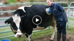 Why do these cows have holes drilled into their sides? This is the biggest agriculture industry’s dirty secret…