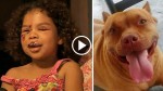 Neighbor’s Labrador Attacks 5-Year-Old Girl And Bites Her Face, Then A Family Pit Bull Comes To Her Rescue