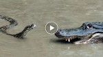 This python attacks a big alligator in a vicious fight. Who wins?