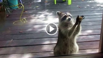 Clever Raccoon Mom Knocks On Woman’s Door Every Day Asking For Food For Her Babies