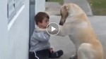 A dog’s compassion for a kid with Down syndrome! Very emotional!