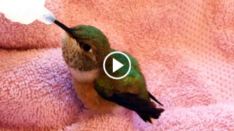 Man Rescues A Helpless Hummingbird. Now Watch When He Finally Gets Some Food… ADORABLE!