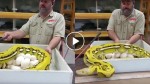 Harvesting gigantic yellow snake eggs! This guy did something incredible!