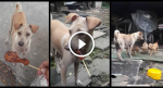 Mama Dog Begs, Brings Food Back to Pups. You Won’t Believe This Is Real