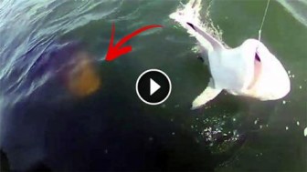 Catching a Shark Is Nothing Special. But What Happened Next Definitely Is!