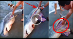 I Thought This Was Cruel But This Man Actually Helps A DEAD Shark To Give Birth