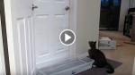 Mulder The Kitty Is The Real Life Cat Burglar! This Totally Blew Me Away!