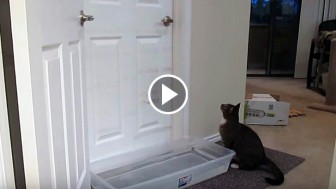 Mulder The Kitty Is The Real Life Cat Burglar! This Totally Blew Me Away!