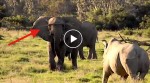 This rhino is about to attack, but watch the elephant who tricks him!