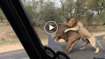 Unbelievable! This lion attacked a buffalo right in front of tourists! OMG!