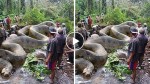 The biggest snake in the world was found in the Amazon! Check it out!