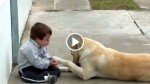 A Loving Dog Reaches Out To A Young Boy With Down Syndrome! What Happens Next Will Melt Your Heart!