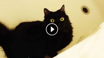 Their Cat Wanted To KILL Them, So They Made A Video – What They Found Was Pretty Surprising!