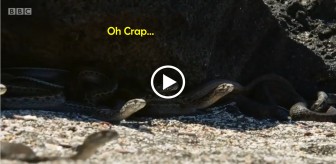Iguana vs. Snake (Commentated by Funny Aussie)