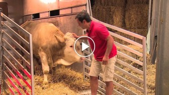 This abused bull has been chained his whole life. Now watch what he does to the man in red