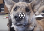 Inside the mind of Man’s Best Friend (after you ate his lunch), Hilarious Oldie but Goodie