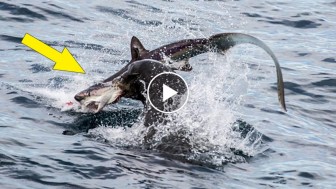Watching this video of a sea lion eating a shark will leave your jaw on the ground