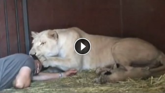 He Approaches A Lioness With Newborn Cubs, Lioness Does The Unthinkable