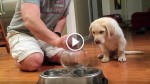 Dad Pours Food Into The Bawl, But Puppy Doesn’t Eat Right Away. What This Cutie Does Next Makes My Heart Melt So Much!